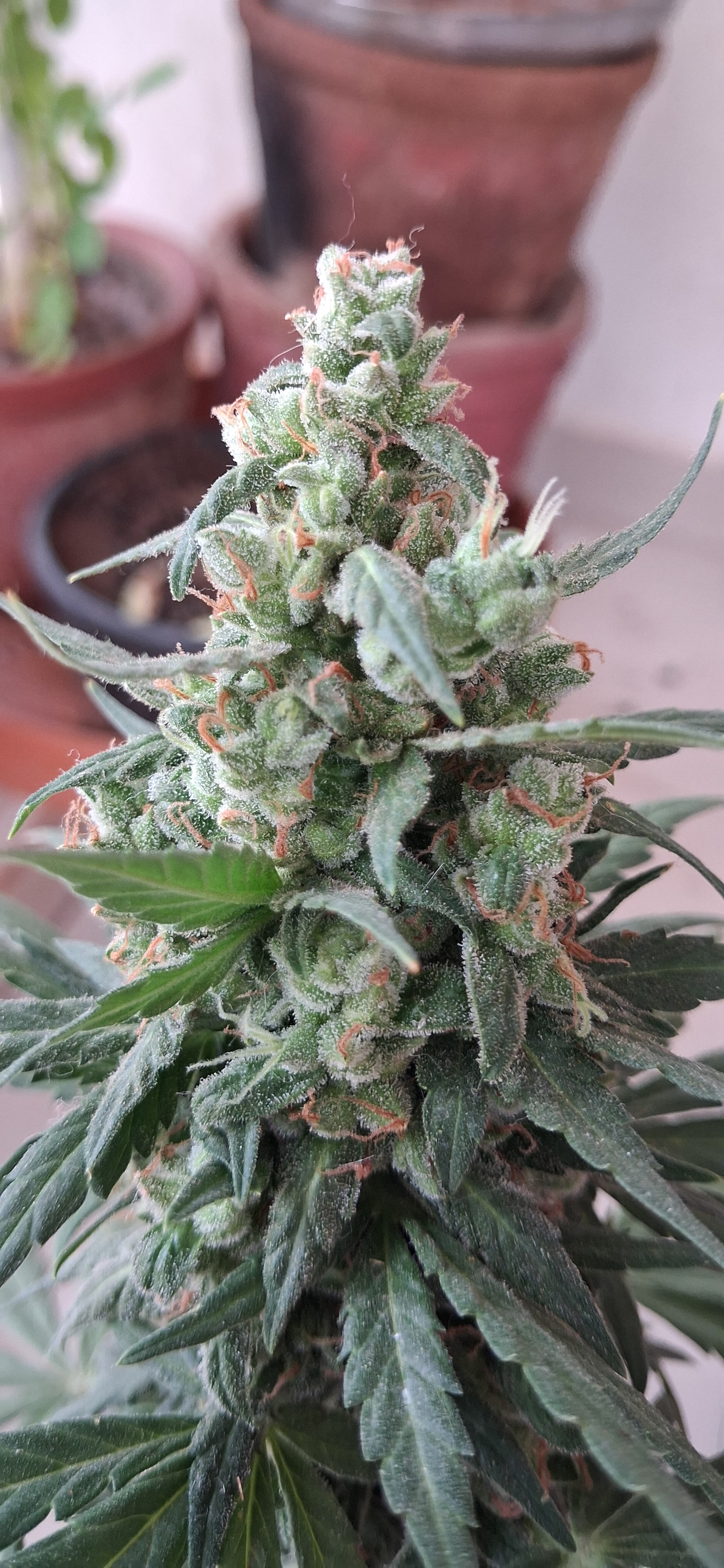 Auto Mimosa Punch
