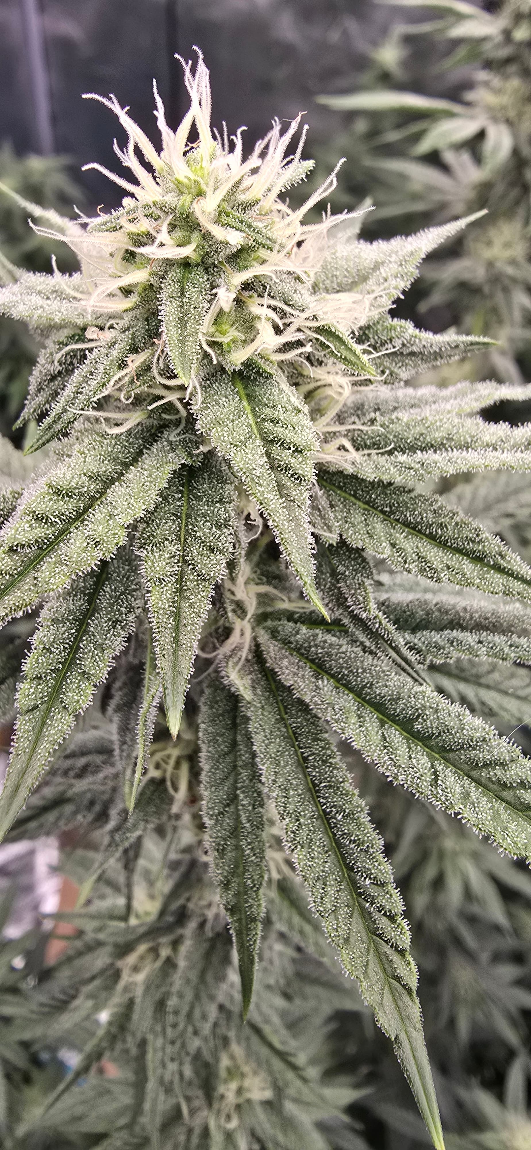 Grandmommy purple