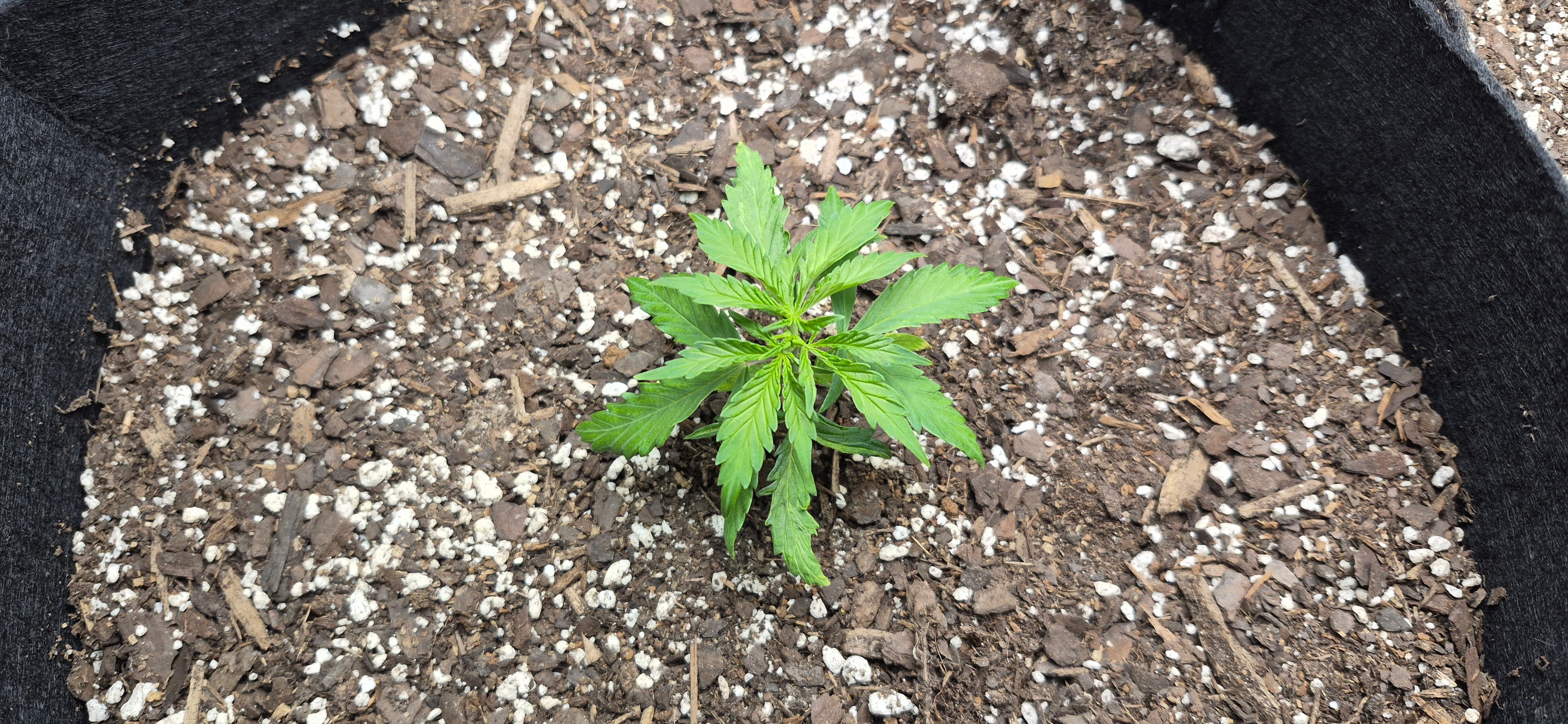 A Beginner's White Widow